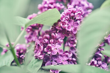 A bush with lilac flowers through green leaves, with the possibility of copying. Layout of a decorative greeting card or invitation, background design, wallpaper design. High quality photo
