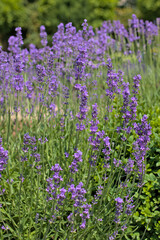 Flowering bushes on a lavender plantation. Color lavender field. City Park. Kyiv, Ukraine,