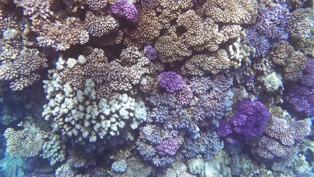 diving over amazing colorful corals in the red sea marsa alam
