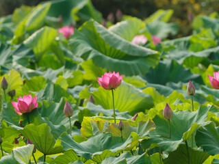 Obraz na płótnie Canvas Beautiful pink lotus flowers in pond, pink waterlily flower with green leaves and bud background, summer flowers blossom.