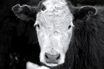 Black and White Montana Beef Cows Farm Cow