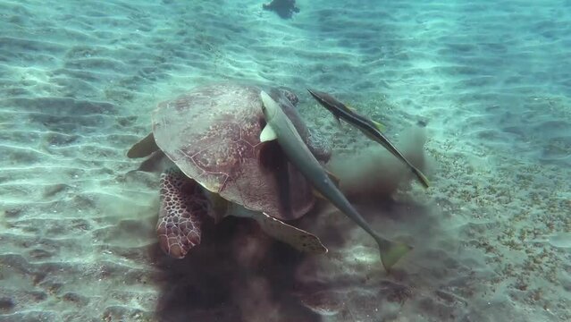 eating sea turtle at the seabed with two rival cleaner fish