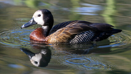 Eine Witwenpfeifgans auf einem Teich schwimmend in der Seitenansicht