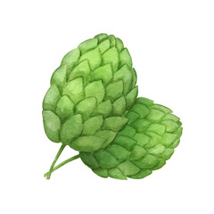 Green malt isolated on white background. Watercolor illustration of beer botanical plant