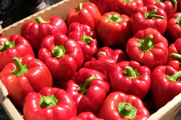 Fresh pepper is collected in containers.