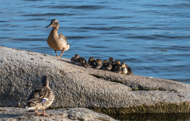 Duck with ducklings on a rock in the lake water.