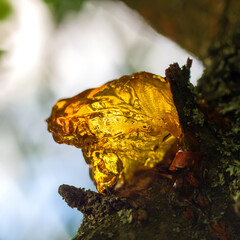 Gum close-up. Congealed sticky juice of a fruit tree.
