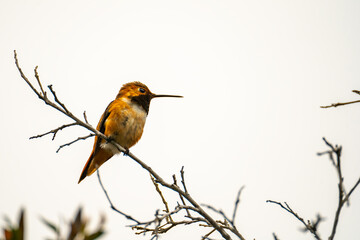 Rufous Hummingbird (Selasphorus rufus) sits on a tree.