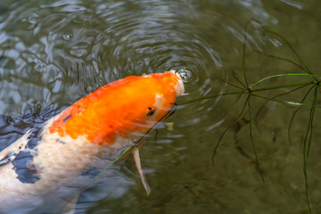 Koi fish swimming in the pond. A symbol of good luck in Japan.