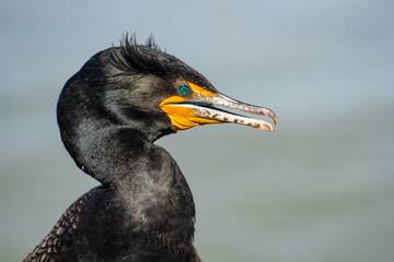 Close-up of a Double-crested cormorant (Phalacrocorax Auritus) with jeweled eye.