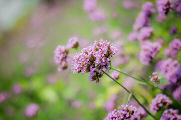 Verveine Flower＆Verbena Flower，beautiful pink flower