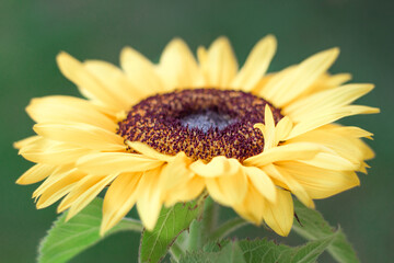 close up of a sunflower