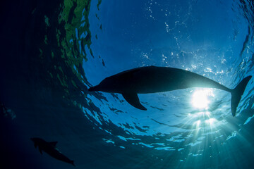 dolphin in the sea