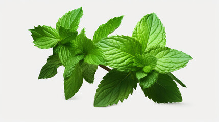 Food photography background banner - kitchen herb, mint, isolated on white background (Generative Ai)