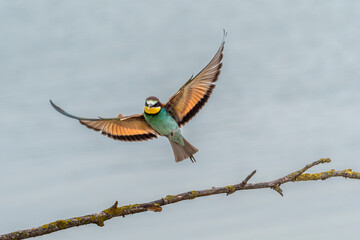 European Bee-eaters (Merops Apiaster) in flight and resting on a branch above a body of water