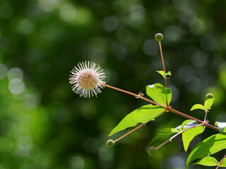 球状の花をつけるシマタニワタリノキ