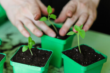 Transplanting plant seedlings in the seedling tray at home. Pricking out new plants. Gardening as a hobby.
