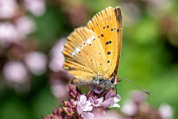 Obraz premium Female in The scarce copper (Lycaena virgaureae) is a butterfly of the family Lycaenidae (copper or gossamer-winged butterflies)yellow butterfly pollinates flowers perfect summer background for poster