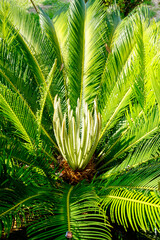 Ancient Cycad plant or Sago Palm Green Leaves background, Cycad Green Leaves tropical green leaf tree for background.