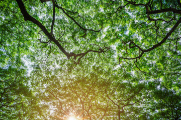 Bottom view of tree trunk to green leaves of big tree in tropical forest with sunlight, Fresh environment in park, Forest tree with small leaves on sunny day.
