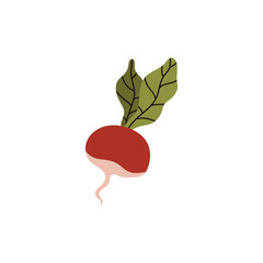 Vector flat illustration of radish vegetable, radish isolated icon on white background