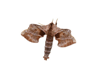 The walnut sphinx Amorpha juglandis moth on white background,