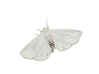 Female Spilosoma virginica Virginia tiger moth on white background