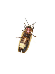 The light producing organ on a common eastern firefly Photinus pyralis on white background