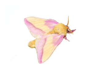 Dryocampa rubicunda the pink and yellow rosy maple moth on white background
