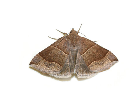 Parallelia bistriaris the maple looper moth on white