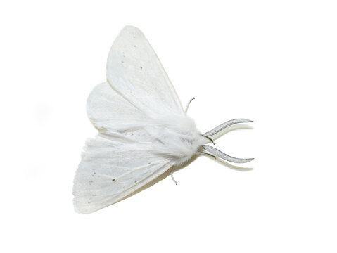 Male Spilosoma virginica Virginia tiger moth on white background