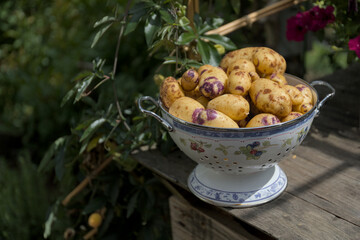 Potatoes in a vintage tin bowl. Fresh harvest from the garden in the sun on a wooden table