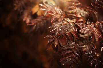 Lively closeup of falling autumn leaves with vibrant backlight from the setting sun