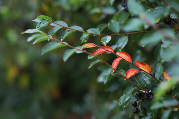 Beautiful autumn landscape with yellow trees and sun. Colorful foliage in the park. Falling leaves natural background