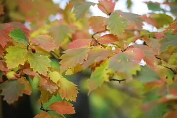 Beautiful autumn landscape with yellow trees and sun. Colorful foliage in the park. Falling leaves natural background