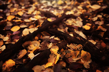 Red and Orange Autumn Leaves Background