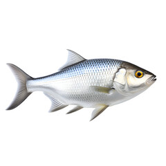 Hilsha  fish isolated on white png background