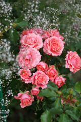 Beautiful pink rose variety in the garden