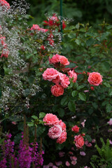 Beautiful pink rose variety in the garden