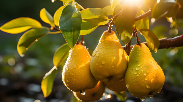 Birnbaum mit Morgentau von der Sonne angestrahlt