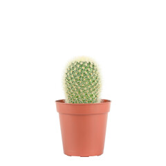 plant cactus in brown pot isolated