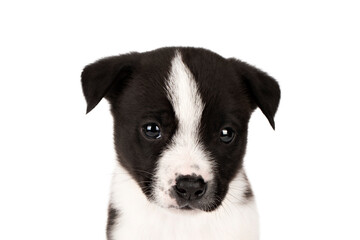 black and white puppy isolate 