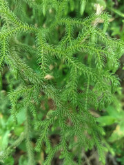 Algae plants growing on rocks