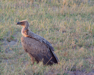 Close-up photo of a White-backed vulture (Gyps africanus) standing on the grass in Chobe National Park, Botswana