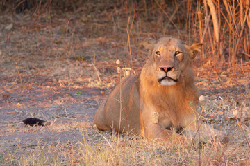 Close-up photo of a lion lying on the ground in the Chobe National Park, Botswana
