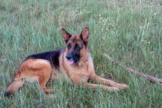 Dog breed German Shepherd lying in the meadow.