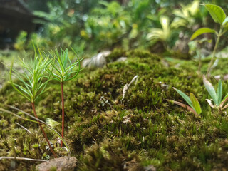 Close-up of dwarf plants as a background resembling hobbit