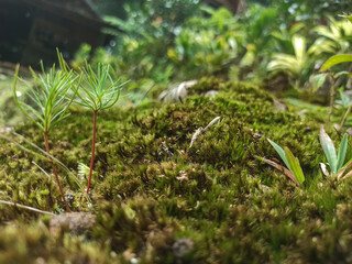 Close-up of dwarf plants as a background resembling hobbit