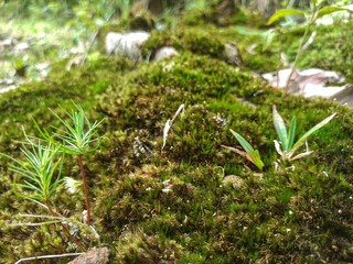 Close-up of dwarf plants as a background resembling hobbit