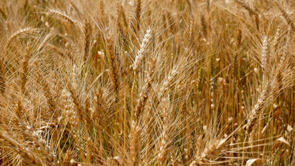 Fototapeta premium A field of golden ripe wheat. Heavy ears of wheat with ripe grain sway in the wind. Panorama